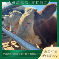 育肥牛行情 牛價(jià)行情 農(nóng)村養(yǎng)牛有補(bǔ)助 對(duì)子牛 牛犢成活率高 適應(yīng)性強(qiáng)