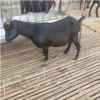成年黑山羊體格勻稱 純種奶山羊耐粗飼 適應(yīng)性強(qiáng) 視頻挑選