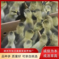 禽康 本地大品種鵝苗批發(fā)出售 個(gè)頭大易飼養(yǎng) 誠(chéng)信服務(wù)