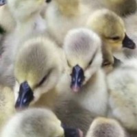 禽康 本地大品種鵝苗出售批發(fā) 成品鵝回收 抗病強(qiáng) 提供技術(shù)指導(dǎo)