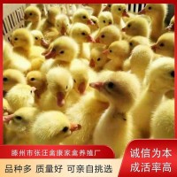禽康 鵝苗批發(fā) 大品種出售 成品鵝回收 抗病能力強(qiáng)