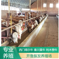 開(kāi)魯振發(fā)養(yǎng)殖場(chǎng) 改良肉牛犢 牛苗 廠家供應(yīng) 活體黃牛