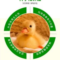 小體型觀賞柯?tīng)桒喅鍪?柯?tīng)桒喌? onmouseover=