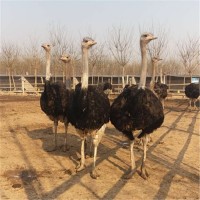 優(yōu)質(zhì)鴕鳥(niǎo) 成活率高