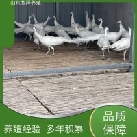 牧洋特種養(yǎng)殖 活體脫溫白孔 雀 成年孔 雀 大尾巴羽毛豐滿(mǎn)