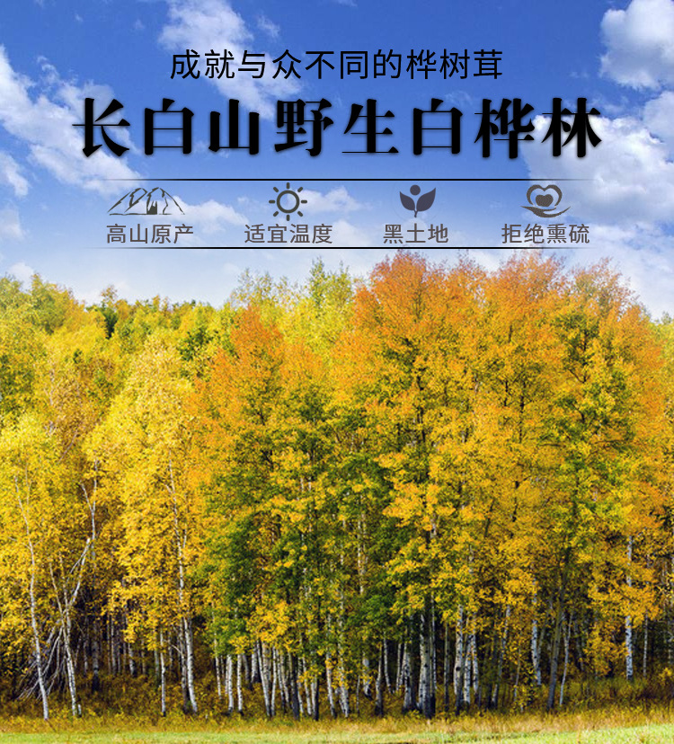 樺樹茸4_03.jpg