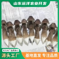 現(xiàn)貨銷售黑皮雞樅食用菌新鮮采摘營養(yǎng)美味黑皮雞樅菌蘑菇