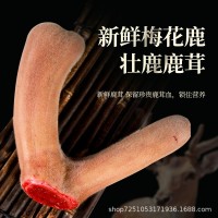 梅花鹿鹿茸 鹿茸帶血頭茬泡酒煲湯可切片連刀切代發(fā) 整根鮮鹿茸