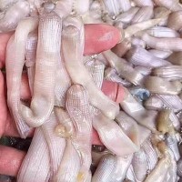 三去沙蟲 解凍即烹250克/盒大小均勻廣州黃沙海鮮市場現(xiàn)貨 冷凍水