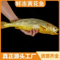 鮮凍大黃魚新鮮生鮮鮮活冰鮮黃魚海魚寧德特產(chǎn)黃花魚550g-650g裝