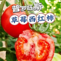 批發(fā)草莓黃金西紅柿口感細膩棉沙酸甜多汁味道濃郁番茄貴族
