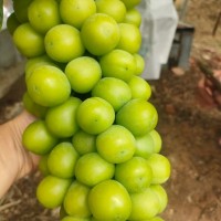 云南陽光玫瑰葡萄特大新鮮水果當(dāng)季水晶整串晴王香印凈果3斤順豐