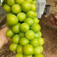 云南陽光玫瑰葡萄特大新鮮水果當(dāng)季水晶青提整串晴王提子香印5斤