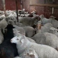 【加加牛羊】羊肉 天然散養(yǎng) 農家養(yǎng)殖 營養(yǎng)無添加