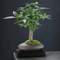 復(fù)古紫砂蝴蝶蘭綠蘿文竹發(fā)財(cái)樹(shù)君子蘭吊蘭中式盆景綠植花盆盆栽