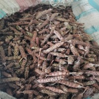 供應(yīng) 夏枯球 夏枯草1000克 批發(fā)零售 品種齊全 批發(fā)零售