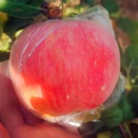 【現(xiàn)摘現(xiàn)發(fā)】山西冰糖心蘋果紅富士蘋果水果丑蘋果脆甜新鮮蘋果