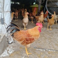 小公雞皖南土雞走地雞農村散養(yǎng)雞蟲草雞1.3kg左右現殺順豐包郵