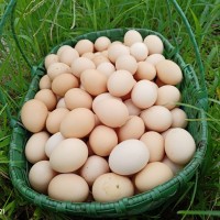 整箱50枚土雞蛋農(nóng)村散養(yǎng)走地雞蛋現(xiàn)撿現(xiàn)發(fā)新鮮雞蛋一件代發(fā)包郵