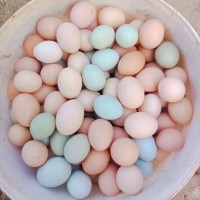 綠殼土雞蛋鮮活玉米雞蛋現(xiàn)撿整箱批發(fā)好雞蛋可生食口感香糯無(wú)腥味