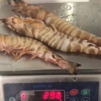 整箱批發(fā) 舟山野生竹節(jié)大蝦 冷凍海捕九節(jié)蝦 斑節(jié)蝦 禮品蝦