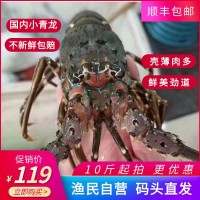 小青龍蝦鮮活動(dòng)速凍大龍蝦花龍現(xiàn)貨供應(yīng)碼頭直發(fā)東山海鮮批發(fā)大蝦