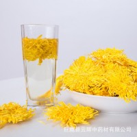 廠家批發(fā)金絲皇菊 大黃菊花一朵一杯單朵 散裝花茶批發(fā)