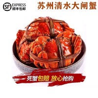 包郵特大螃蟹大閘蟹公蟹爆黃全母蟹陽澄湖鎮(zhèn)官方旗艦店禮盒