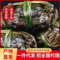 企業(yè)集采團(tuán)購價(jià)優(yōu)產(chǎn)地直發(fā)大閘蟹公母蟹螃蟹陽澄湖鎮(zhèn)官方加 盟禮盒