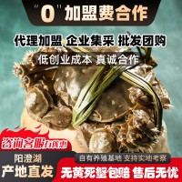 大閘蟹陽澄湖廠家供應(yīng)鏈鮮活螃蟹毛蟹湖蟹直招代理禮盒誠邀批發(fā)