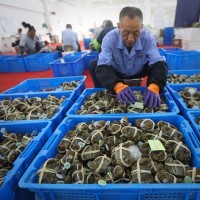 正宗陽澄湖蟹農(nóng)直發(fā)大閘蟹源頭供應(yīng)鏈水產(chǎn)送禮團(tuán)購螃蟹禮盒批發(fā)