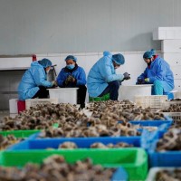 陽澄湖鮮活大閘蟹批發(fā)螃蟹嘗鮮2.5兩母蟹 34.75元/只，8只起拍