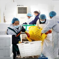 陽澄湖產(chǎn)地直供大閘蟹一件代發(fā)團(tuán)購鮮活螃蟹公母毛蟹水產(chǎn)禮 盒批發(fā)