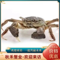 大閘蟹團購禮盒批發(fā)螃蟹鮮活現(xiàn)貨捕撈【蟹農】順豐快遞死蟹包賠