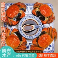 興化紅膏大螃蟹鮮活批發(fā)一件代發(fā)母蟹3.5 兩+公蟹4.5兩8只禮盒裝