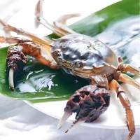 興化紅膏大閘蟹鮮活發(fā)貨養(yǎng)殖戶直供一件代發(fā)順豐直達10只禮盒裝