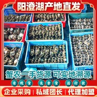 全公母大閘蟹鮮活水產河蟹陽澄湖養(yǎng)殖新鮮批發(fā)中秋螃蟹禮盒公司采