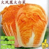火鳳凰大白菜種子紅白菜秋季種植耐熱耐寒抗病高鈣橘紅心大白菜