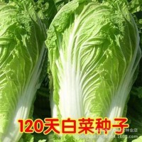 高產(chǎn)120天大白菜種子 豐抗120雜交白菜種子晚熟高產(chǎn)秋播大白菜籽
