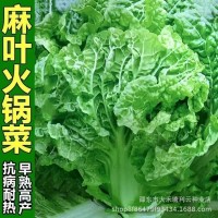 無筋葉多火鍋菜種子大白菜種籽大田白菜蔬菜種孑高產(chǎn)耐貯秋播四季
