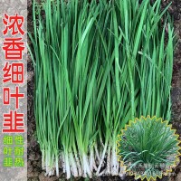 四季韭菜種子小細(xì)葉韭菜種籽老品種庭院陽臺盆栽大田留種四季種