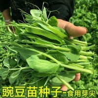 無須豌豆苗種子 豌豆種籽尖龍須菜芽苗四季陽臺盆栽種植家庭蔬菜