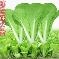 四季奶油小白菜種子 播種速生耐熱耐寒蔬菜種子陽臺種植青菜