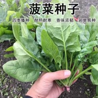 大葉菠菜種子秋冬季蔬菜種子耐寒四季菠菜種子陽臺盆栽菠菜種子