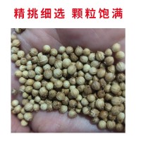 批發(fā)濃香大葉香菜種子四季種植蔬菜種子菜籽秋冬陽臺小院花盆菜種