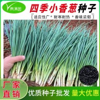 批發(fā)四季小香蔥種子盆栽小蔥分蔥蔬菜種子籽菜園陽臺易種蔬果種子