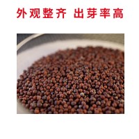 原種上海青種子蔬菜種子雞毛菜寬幫青菜蘇州青四季易種陽臺菜園
