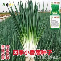小香蔥籽種子四季易種小蔥種子陽臺室內(nèi)盆栽蔥種子批發(fā)家庭菜種子