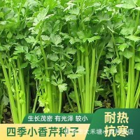 四季小香芹種子耐熱芹菜種籽春秋季易種青菜籽蔬菜種孑農(nóng)家菜籽