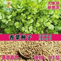 散裝香菜種子 農(nóng)田菜地盆栽四季蔬菜芫荽香菜籽香味濃郁